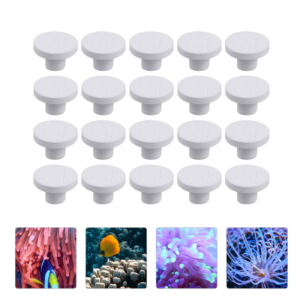 SPS Ceramic Coral Frag Plugs B - Shelly Plug review and price